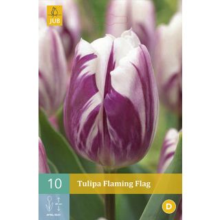 Compra TULIPÁN FLAMING FLAG en la tienda online Fito Agrícola