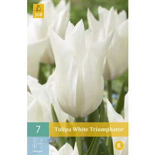 Compra TULIPÁN WHITE TRIUMPHATOR en la tienda online Fito Agrícola