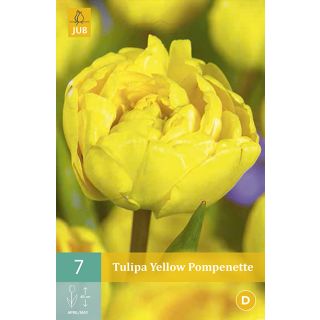 Compra TULIPÁN YELLOW POMPENETTE en la tienda online Fito Agrícola