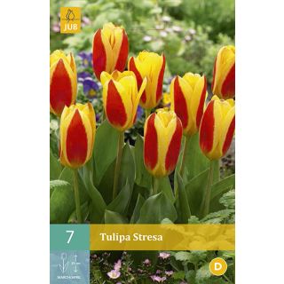 Compra TULIPÁN STRESA en la tienda online Fito Agrícola
