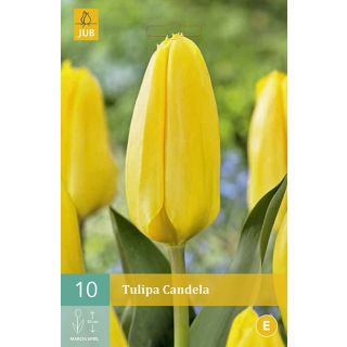 Compra TULIPÁN CANDELA en la tienda online Fito Agrícola