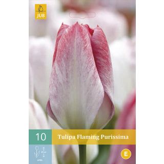 Compra TULIPÁN FLAMING PURISSIMA en la tienda online Fito Agrícola