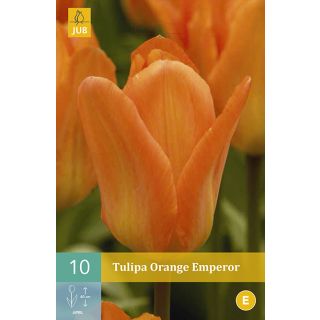 Compra TULIPÁN ORANGE EMPEROR en la tienda online Fito Agrícola