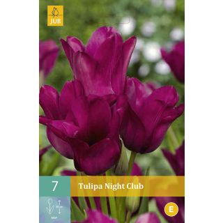 Compra TULIPÁN NIGHT CLUB en la tienda online Fito Agrícola