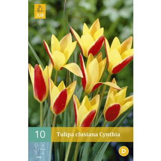 Compra TULIPÁN CLUSIANA CYNTHIA en la tienda online Fito Agrícola