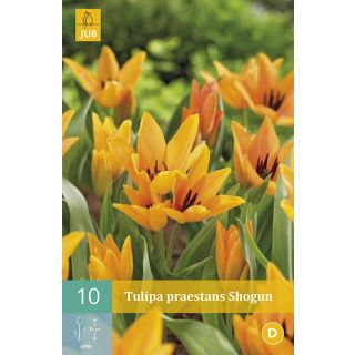 Compra TULIPÁN PRAESTANS SHOGUN en la tienda online Fito Agrícola