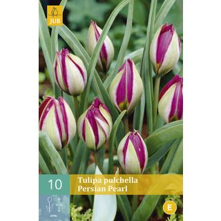 Compra TULIPÁN PULCHELLA PERSIAN PEARL en la tienda online Fito Agrícola