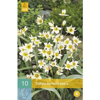 Compra TULIPÁN TURKESTANICA en la tienda online Fito Agrícola