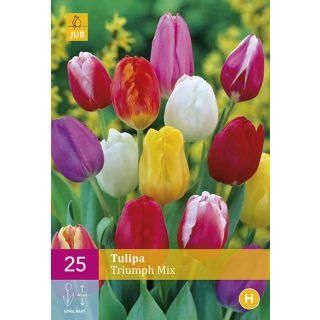 Compra TULIPÁN TRIUMPH MIX XXL en la tienda online Fito Agrícola