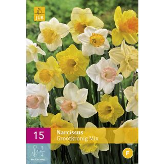 Compra NARCISOS DE FLOR GRANDE MIX XXL en la tienda online Fito Agrícola