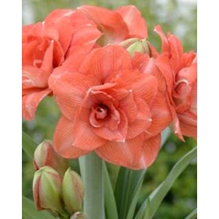 Compra AMARYLLIS BENITO ® en la tienda online Fito Agrícola