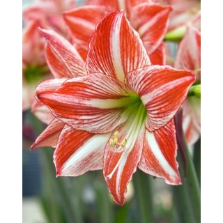Compra AMARYLLIS FAIRYTALE ® en la tienda online Fito Agrícola