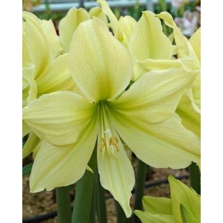 Compra AMARYLLIS YELLOW STAR ® en la tienda online Fito Agrícola