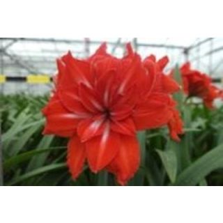 Compra AMARYLLIS DOBLE CIRCUS ® en la tienda online Fito Agrícola