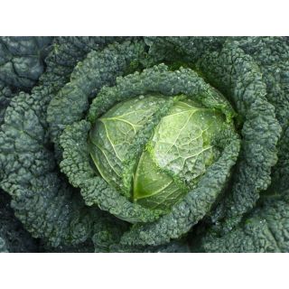 Compra COL MELISSA F-1 ECOLÓGICA Precisión (1.000 Semillas) en la tienda online Fito Agrícola