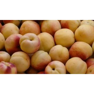 Compra ALBARICOQUERO CURROT en la tienda online Fito Agrícola