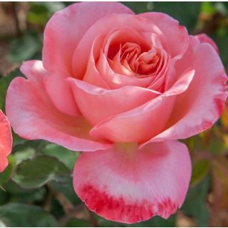 Compra ROSAL MADEMOISELLE MEILLAND ® Meinostair en la tienda online Fito Agrícola