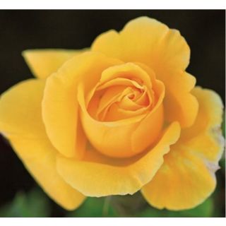 Compra ROSAL SOLIDOR ® - Meifarent en la tienda online Fito Agrícola