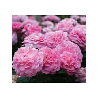 Compra ROSAL ORCHID ROMÁNTICA ® - Radprov en la tienda online Fito Agrícola