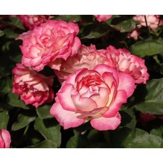 Compra ROSAL IRIS ® - Feluci en la tienda online Fito Agrícola