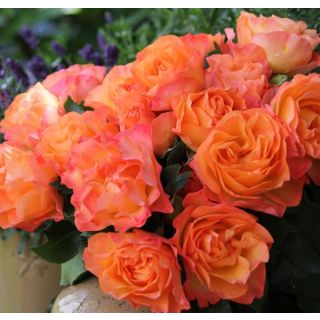 Compra ROSAL MESSAGE ® d´Espoir - Maishamalo en la tienda online Fito Agrícola