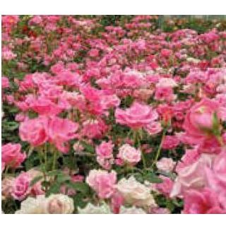 Compra ROSAL MARCIA ® - Felisia en la tienda online Fito Agrícola