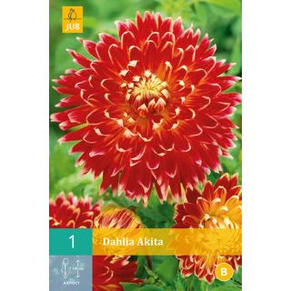 Compra DALIA AKITA en la tienda online Fito Agrícola