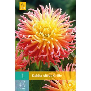 Compra DALIA ALFRED GRILLE en la tienda online Fito Agrícola