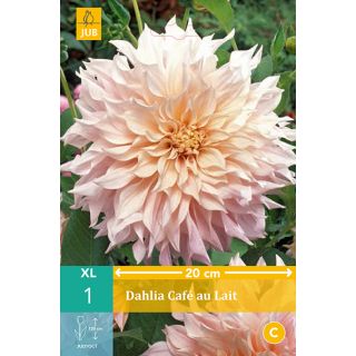 Compra DALIA CAFÉ AU LAIT en la tienda online Fito Agrícola