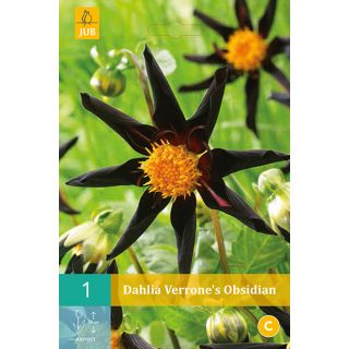 Compra DALIA VERRONE'S OBSIDIAN en la tienda online Fito Agrícola