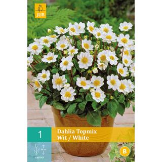 Compra DALIA WHITE TOPMIX en la tienda online Fito Agrícola