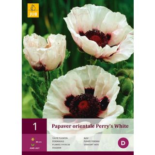 Compra AMAPOLA PERRY'S WHITE en la tienda online Fito Agrícola