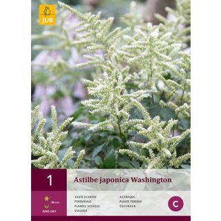 Compra ASTILBE JAPONICA WASHINGTON en la tienda online Fito Agrícola