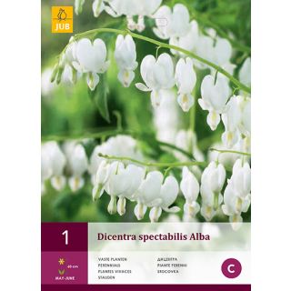 Compra DICENTRA SPECTABILIS ALBA en la tienda online Fito Agrícola