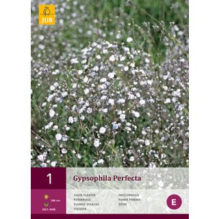 Compra GYPSOPHILA PERFECTA en la tienda online Fito Agrícola