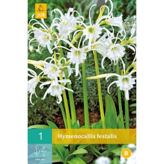 Compra HYMENOCALLIS FESTALIS en la tienda online Fito Agrícola