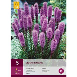 Compra LIATRIS SPICATA en la tienda online Fito Agrícola