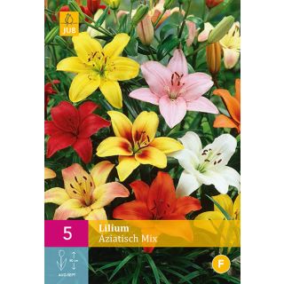 Compra LILIUM ASIATICO MIX XXL en la tienda online Fito Agrícola