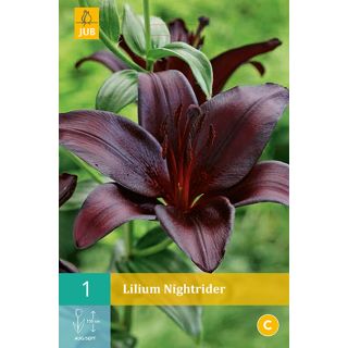 Compra LILIUM NIGHTRIDER en la tienda online Fito Agrícola