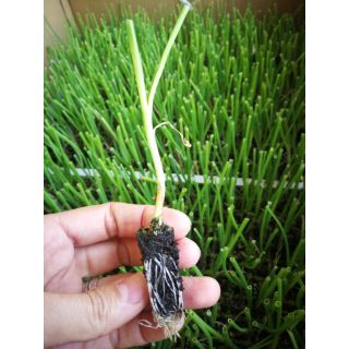 Compra CEBOLLA BABOSA EPS726 en la tienda online Fito Agrícola