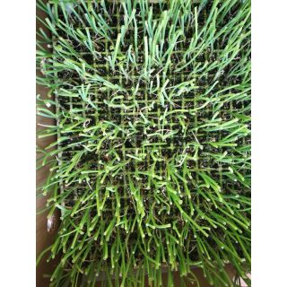 Compra CEBOLLA AMARILLA EPS726 en la tienda online Fito Agrícola