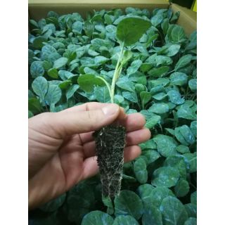 Compra COL ROMANESCO F1 EPS294 en la tienda online Fito Agrícola