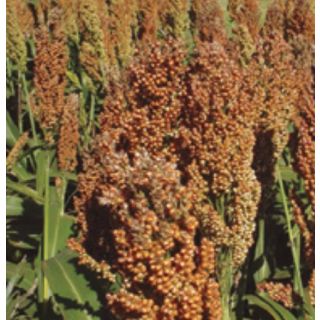 Compra SORGO SWEET SUSANA (300.000 Semillas) en la tienda online Fito Agrícola