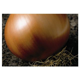 Compra CEBOLLA VALENCIANA DE EXPORTACIÓN Sel. Rita Pildorada (100.000 Semillas) en la tienda online Fito Agrícola