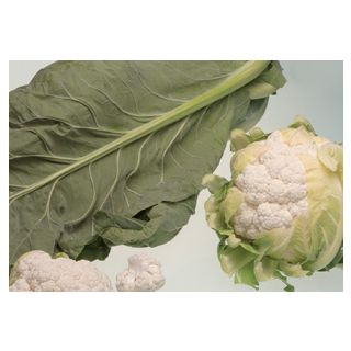 Compra COLIFLOR SERAC F1 (2.500 Semillas) en la tienda online Fito Agrícola