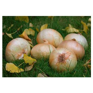 Compra CEBOLLA CENOL (500 gr.) en la tienda online Fito Agrícola