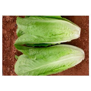 Compra LECHUGA ISASA Pildorada (5.000 Semillas) en la tienda online Fito Agrícola