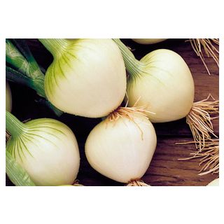 Compra CEBOLLA BABOSA TEMPRANA Pildorada (500.000 Semillas) en la tienda online Fito Agrícola