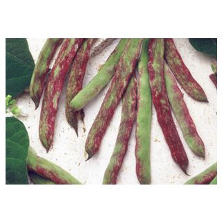 Compra JUDÍA BUENOS AIRES ROJA (5.000 Semillas) en la tienda online Fito Agrícola