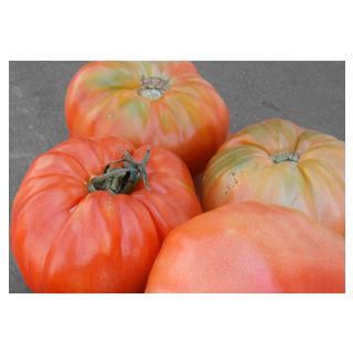 Compra TOMATE COVADONGA F1 (1.000 Semillas) en la tienda online Fito Agrícola